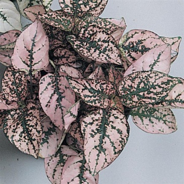 Гипоэстес листоколосниковый (Hypoestes phyllostachya)