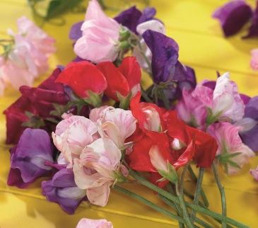 Горошек душистый (Lathyrus odoratus)