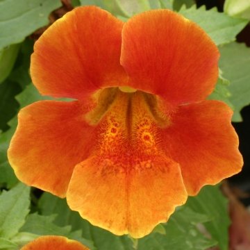 Губастик гибридный (Mimulus x hybrida)
