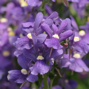 Немезия лазоревая (Nemesia foetens)