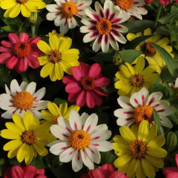 Цинния мариландская (Zinnia marylandica)