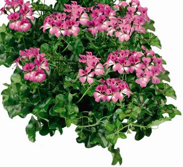 Пеларгония плющелистная ампельная (Pelargonium peltatum)