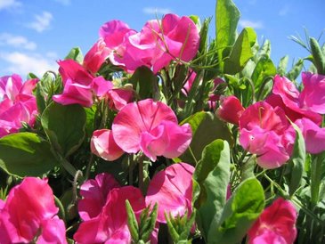 Горошек душистый (Lathyrus odoratus)