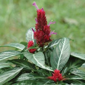 Порфирокома Поля (Porphyrocoma pholiana)