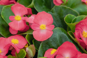 Бегония вечноцветущая (зеленая листва) (Begonia semperflorens)