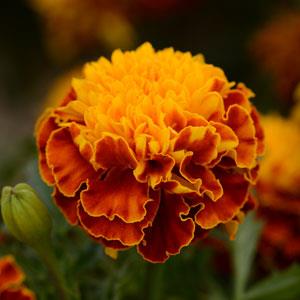 Бархатцы отклоненные (Tagetes patula) Бархатцы отклоненные (Tagetes patula)
