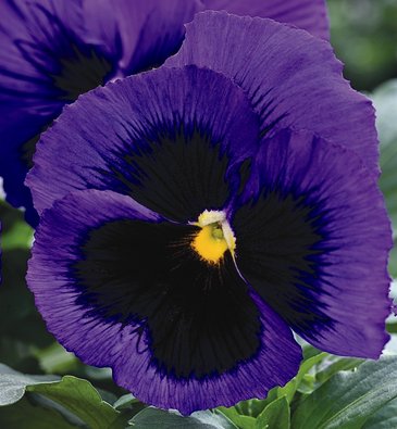 Виола Виттрока (Viola wittrockiana)