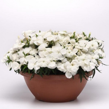 Гвоздика китайская (Dianthus chinensis)