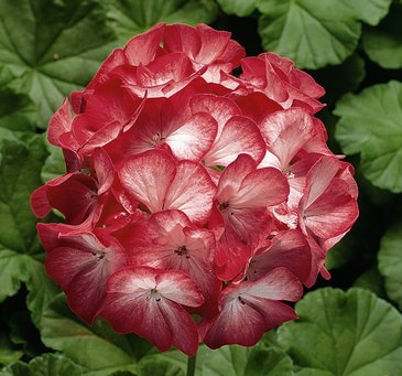 Герань (пеларгония садовая) (Pelargonium x hortorum)