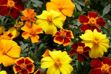 Бархатцы отклоненные (Tagetes patula)
