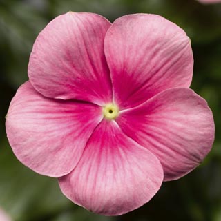 Катарантус розовый ампельный (Vinca rosea)