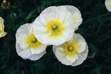 Мак голостебельный (Papaver nudicaule)