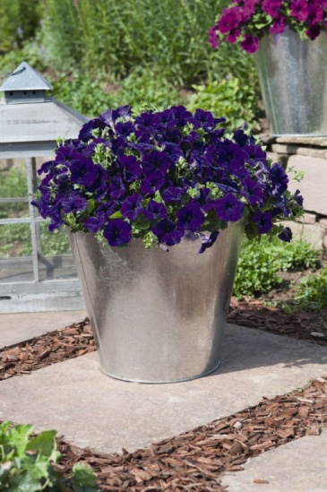 Петуния ампельная гибридная (Petunia х hybrida)