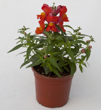 Львиный зев (Антирринум) большой (Antirrhinum majus)
