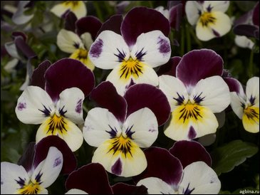 Виола рогатая (Viola cornuta)