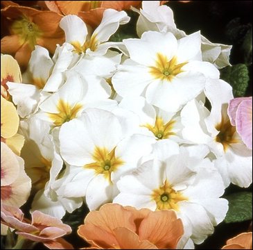 Примула полиантовая (многоцветковая) (Primula polyanthus)