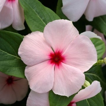 Катарантус розовый (Vinca rosea)