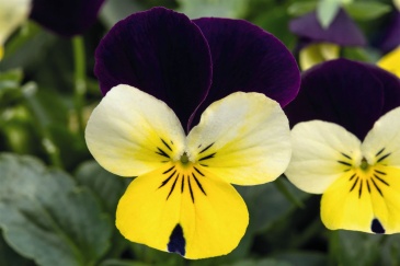 Виола рогатая (Viola cornuta)