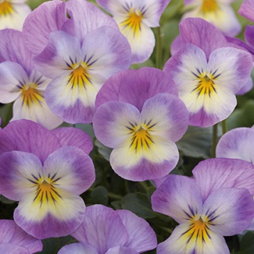 Виола рогатая (Viola cornuta)