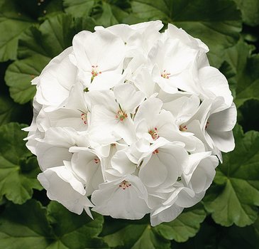 Герань (пеларгония садовая) (Pelargonium x hortorum)