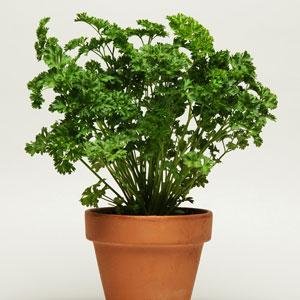 Петрушка кудрявая (Petroselinum crispum)