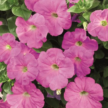 Петуния ампельная гибридная (Petunia x hybrida)