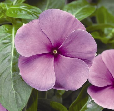 Катарантус розовый (Vinca rosea)