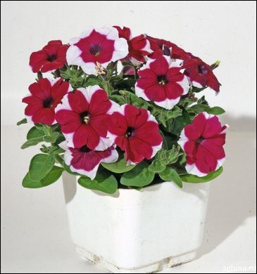 Петуния мелкоцветковая (Petunia milliflora)