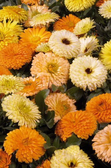 Календула лекарственная (Calendula officinalis)