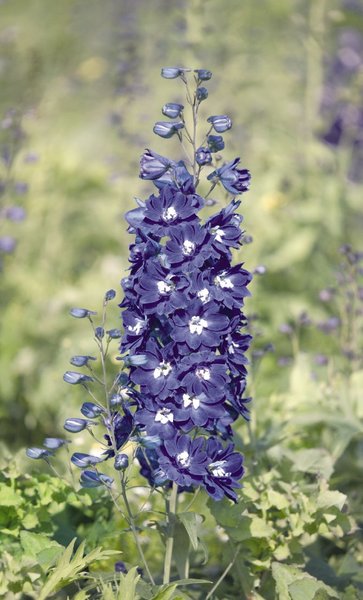 Дельфиниум гибридный (Delphinium hybrida)
