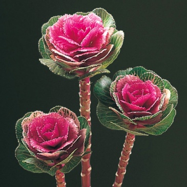 Декоративная капуста (Brassica oleracea)