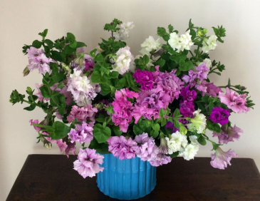 Петуния крупноцветковая махровая (Petunia grandiflora)