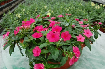 Катарантус розовый ампельный (Vinca rosea)