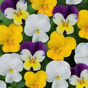 Виола рогатая (Viola cornuta)