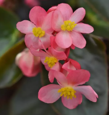 Бегония гибридная ампельная (бронзовая листва) (Begonia hybrida)