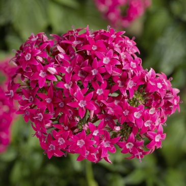 Пентас ланцетовидный (Pentas lanceolata)