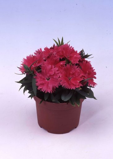 Гвоздика китайская (Dianthus chinensis)