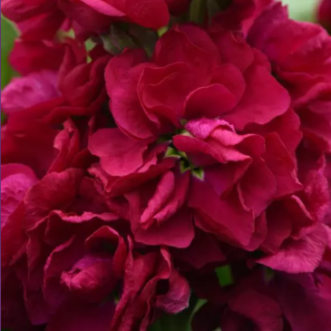 Левкой седой (Matthiola incana)