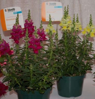 Львиный зев (Антирринум) большой (Antirrhinum majus)