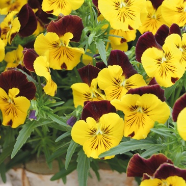 Нивяник превосходный (Leucanthemum x superbum)