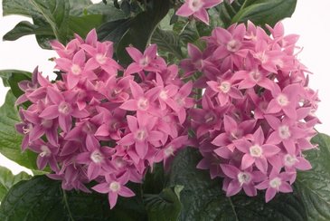 Пентас ланцетовидный (Pentas lanceolata)