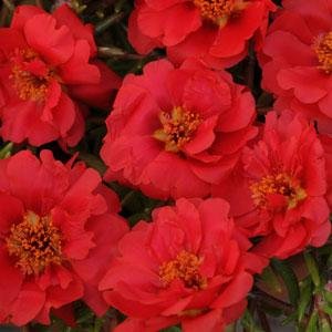 Портулак крупноцветковый (Portulaca grandiflora)