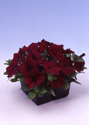 Петуния многоцветковая (Petunia multiflora)