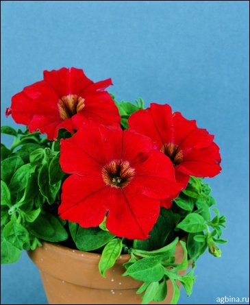 Петуния крупноцветковая (Petunia grandiflora)