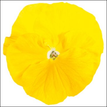 Виола Виттрока (Viola wittrockiana)