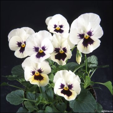 Виола гибридная (Viola wittrockiana x cornuta)