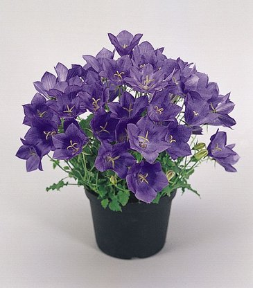 Колокольчик карпатский (Campanula carpatica)