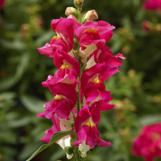 Львиный зев (Антирринум) большой (Antirrhinum majus)