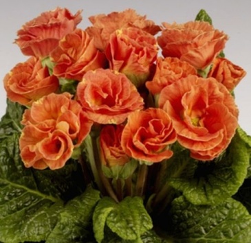 Примула бесстебельная (Primula acaulis)