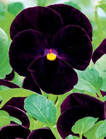 Виола рогатая (Viola cornuta)